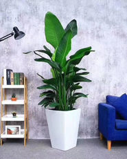 �����̻�����ֲ��